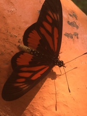 Acraea orinata