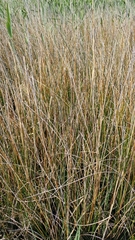 Juncus roemerianus