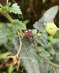 Dysdercus albofasciatus