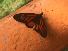 Acraea orinata