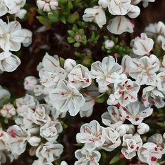 Eriogonum fastigiatum