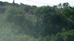 Cussonia spicata