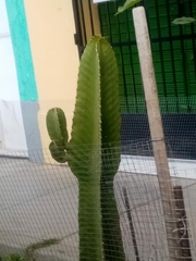 Magnoliopsida