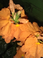 Crossandra infundibuliformis