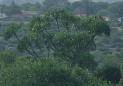 Cussonia spicata