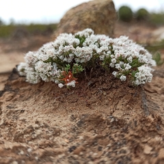 Eriogonum fastigiatum