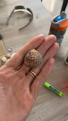 Acanthocardia tuberculata