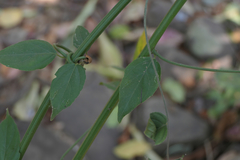 Ventilago denticulata