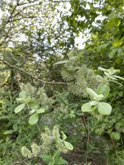 Angiospermae