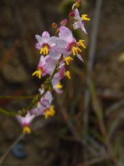 Ixia scillaris scillaris