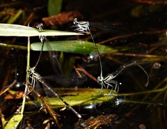 Pseudocopera ciliata