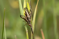 Dorycera grandis