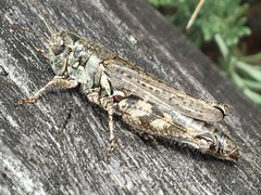 Melanoplus kennicottii