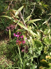 Epidendrum jamiesonis