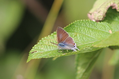 Hypolycaena philippus