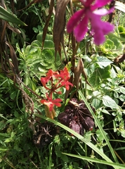 Epidendrum jamiesonis