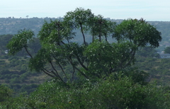 Cussonia spicata