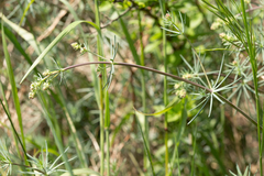 Galium glaucum