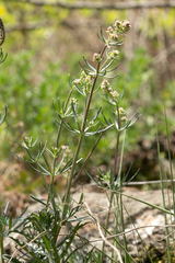 Galium glaucum