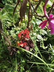 Epidendrum jamiesonis