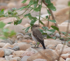 Syrtidicola fluviatilis