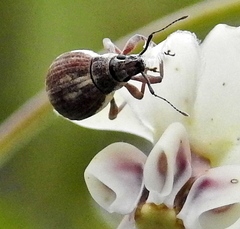 Sciobius