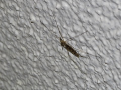 Tipula rufina