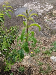 Aloysia citrodora