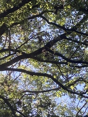 Baeolophus atricristatus