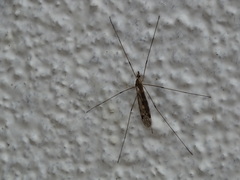 Tipula rufina