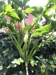 Syngonium erythrophyllum