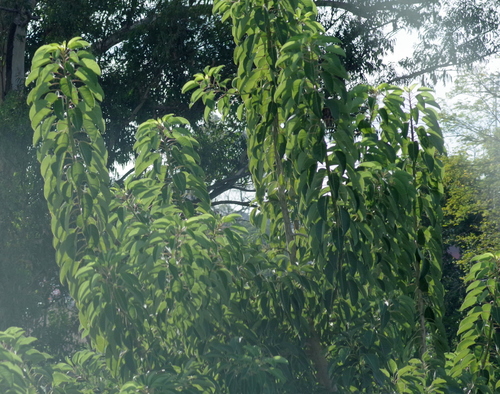 Phytolacca dioica