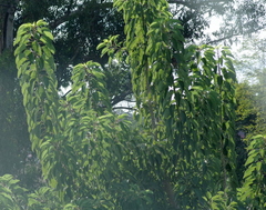 Phytolacca dioica