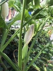 Syngonium erythrophyllum