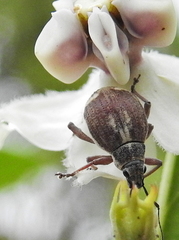 Sciobius