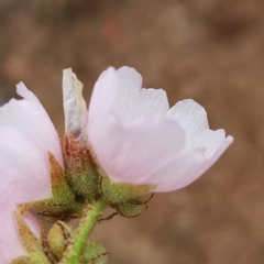 Sphaeralcea fulva