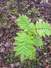 Sorbus aucuparia