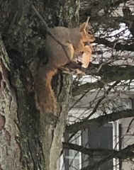 Sciurus niger