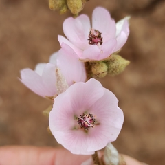 Sphaeralcea fulva