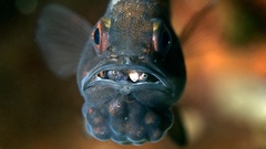 Vincentia conspersa
