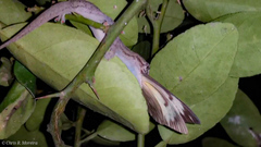 Hemidactylus frenatus