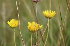 Berkheya speciosa