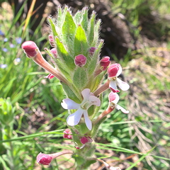 Zaluzianskya microsiphon