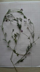 Vicia parviflora