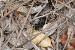 Cardiophorus biguttatus