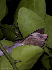 Hemidactylus frenatus