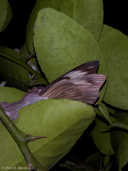 Hemidactylus frenatus