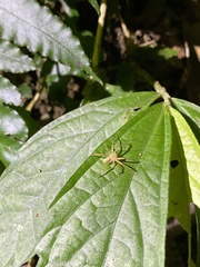 Heteropoda pingtungensis