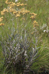 Helichrysum pannosum
