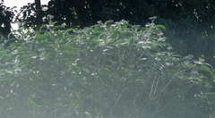 Solanum mauritianum